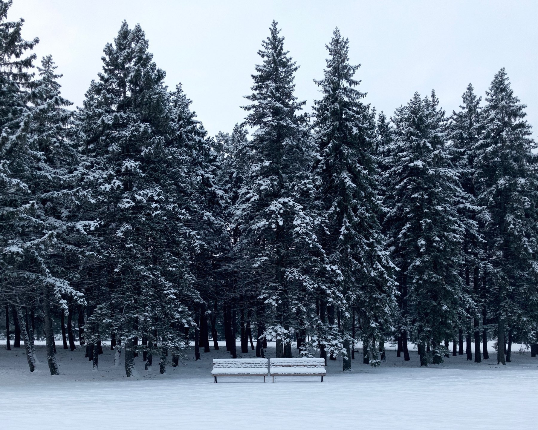 Two park benches covered in snow with a backdrop of snow-capped evergreens.